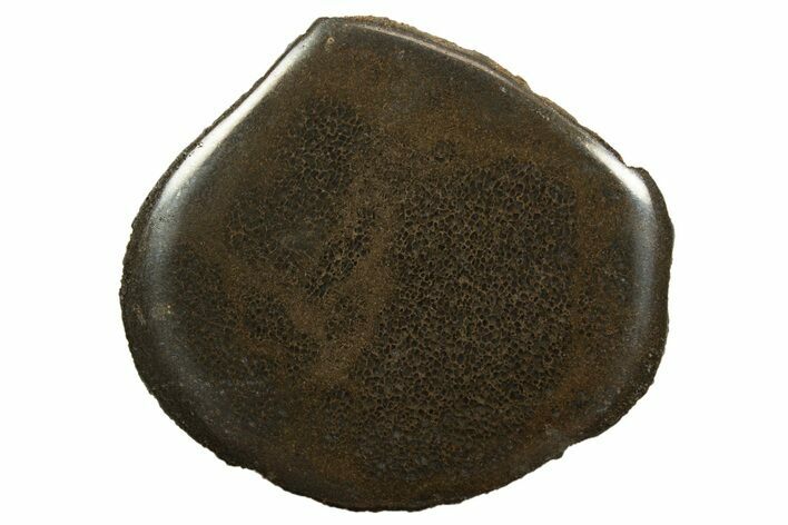 Polished Pliosaur (Stretosaurus) Bone Slab - England #316870